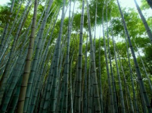 bamboo_forest_bamboo_green_217118